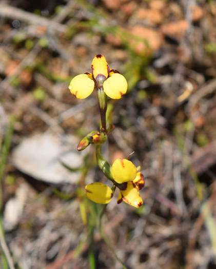 Diuris-bee-orchid-003 (2).JPG